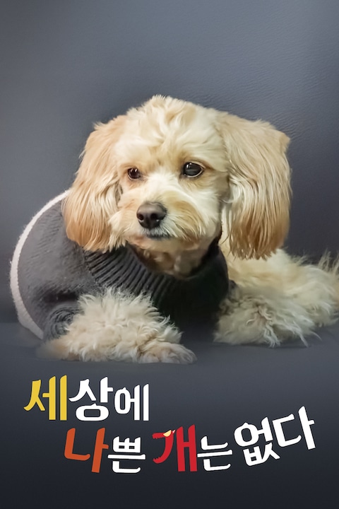 세상에 나쁜 개는 없다
