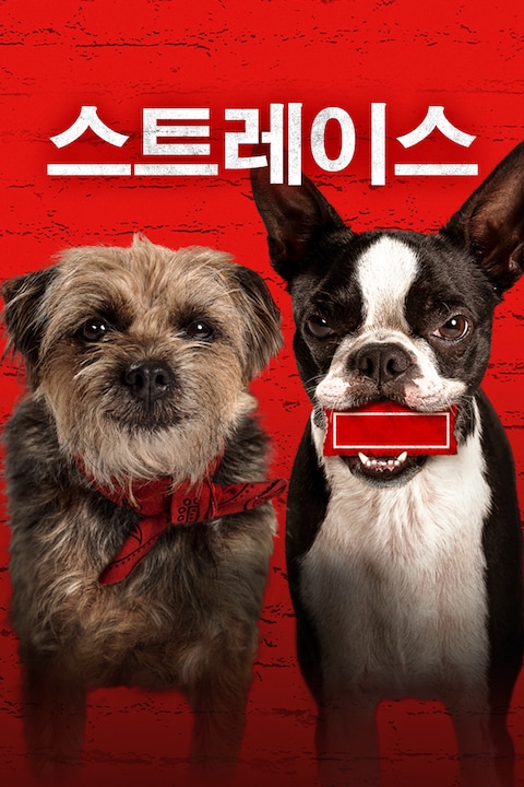 스트레이스