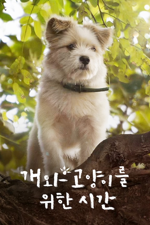 개와 고양이를 위한 시간