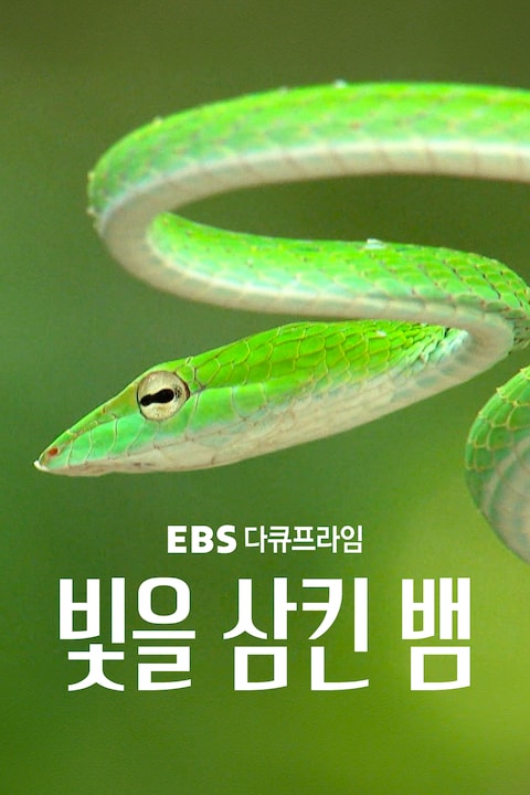 빛을 삼킨 뱀 | 다큐프라임