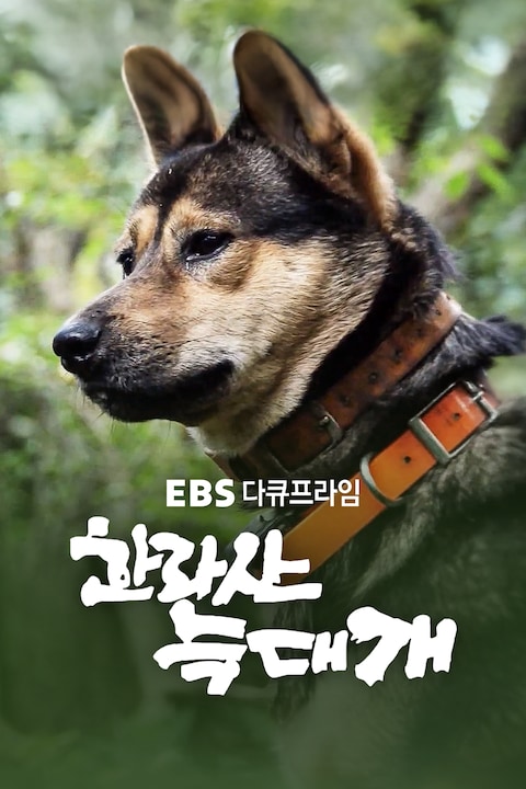 한라산 늑대개 | 다큐프라임