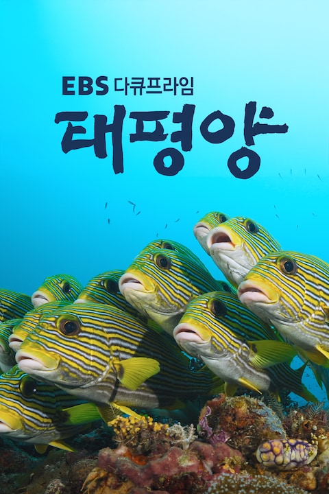 태평양 | EBS 다큐프라임
