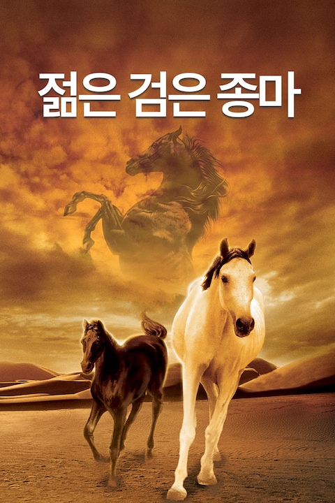 젊은 검은 종마