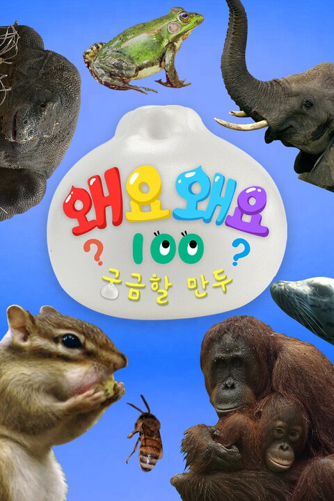 왜요왜요100 궁금할만두