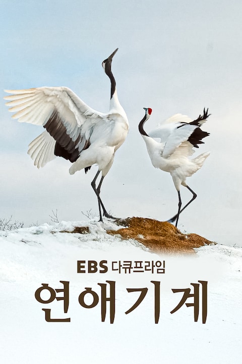연애기계 | 다큐프라임