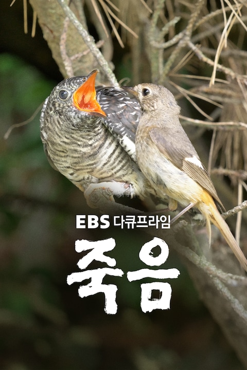 자연다큐 죽음 | 다큐프라임