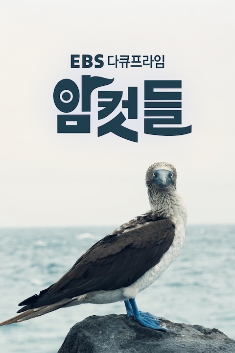 암컷들 | EBS 다큐프라임