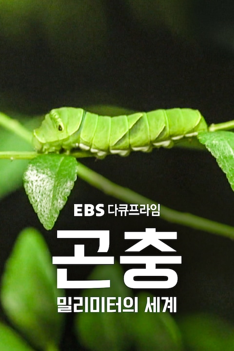곤충 밀리미터의 세계 | 다큐프라임