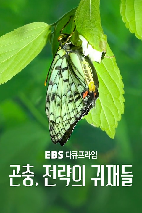 곤충, 전략의 귀재들 | 다큐프라임