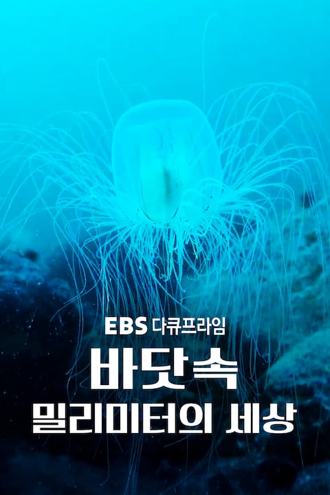 바닷속 밀리미터의 세상 | 다큐프라임