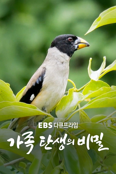가족 탄생의 비밀 | 다큐프라임